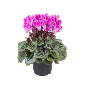 Cyclamen Super Series 'Picasso Violet'