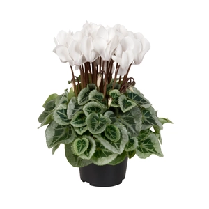 Cyclamen Super Series 'Picasso White'