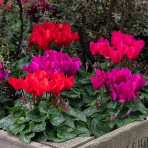 Cyclamen Super Series 'Verano Red' - image 2