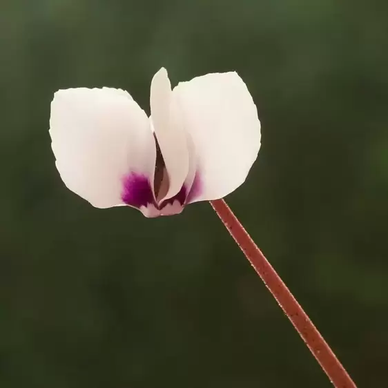 Cyclamen coum 'White' 10.5cm