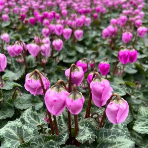 Cyclamen persicum 'Windbell' - Pink 10.5cm