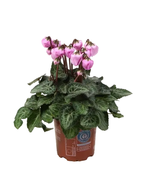 Cyclamen persicum 'Windbell' - Pink 10.5cm