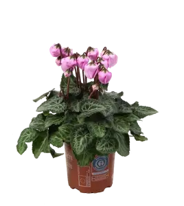 Cyclamen persicum 'Windbell' - Pink 10.5cm
