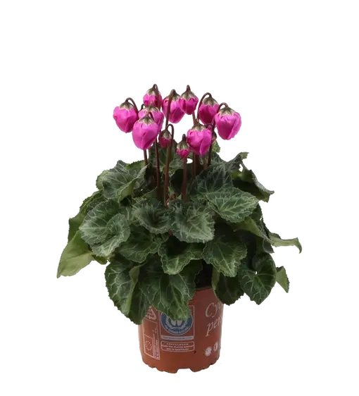 Cyclamen persicum 'Windbell' - Purple 10.5cm