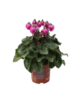 Cyclamen persicum 'Windbell' - Purple 10.5cm