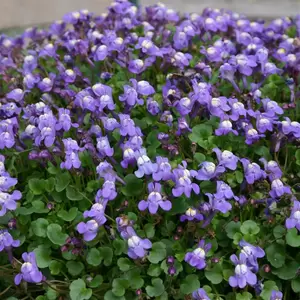 Picture Credit - Kernock Park Plants Ltd.
