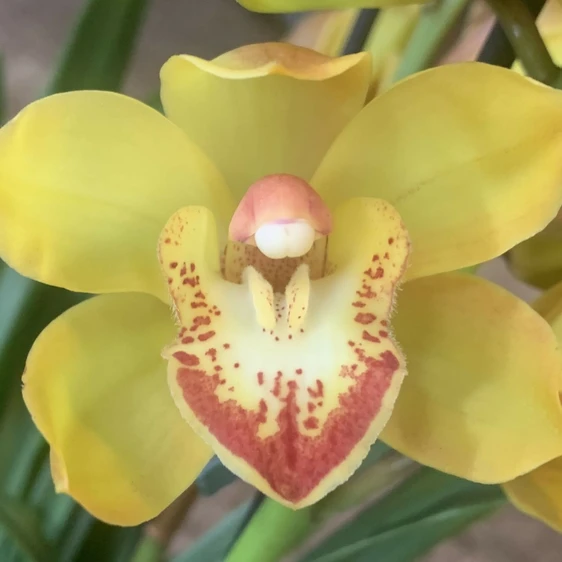 Cymbidium 'Indian Summer' - image 1