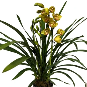 Cymbidium 'Indian Summer' - image 2