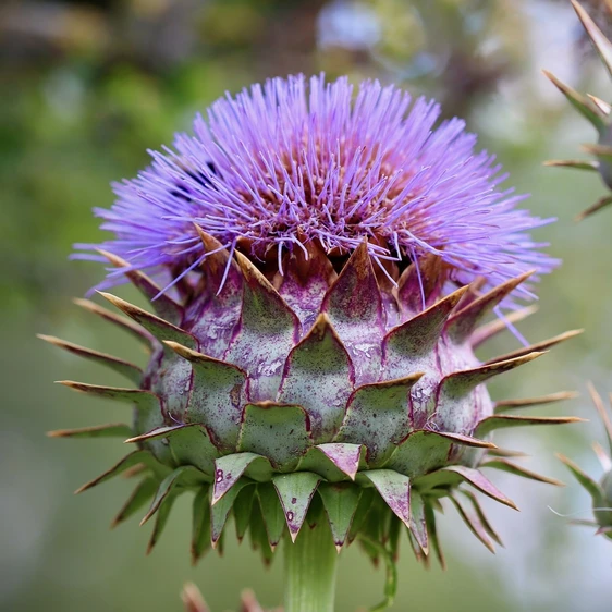 Cynara cardunculus var. scolymus