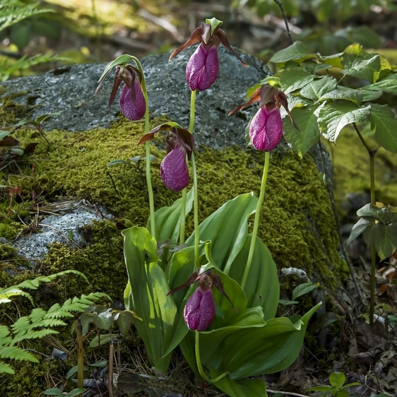 Cypripedium