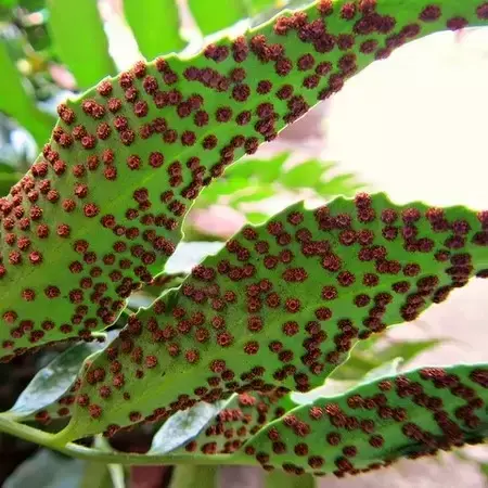 Cyrtomium devexiscapulae 1.5L - image 4