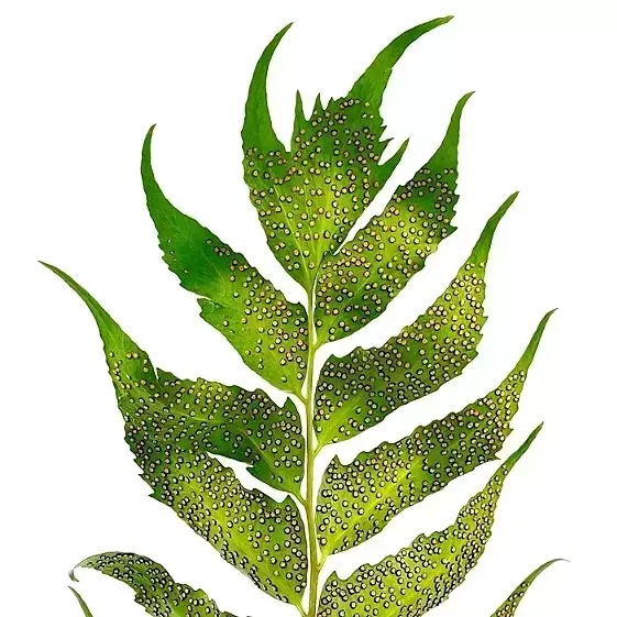 Cyrtomium devexiscapulae 1.5L - image 3