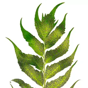 Cyrtomium devexiscapulae 1.5L - image 3