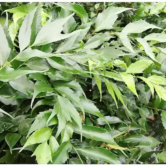 Cyrtomium devexiscapulae 1.5L - image 1