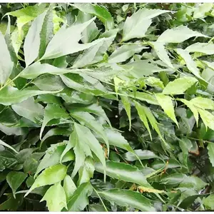 Cyrtomium devexiscapulae 1.5L - image 1