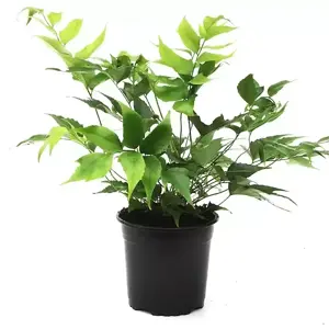 Cyrtomium devexiscapulae 1.5L - image 2