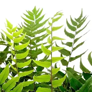 Cyrtomium fortunei 9cm