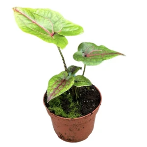 Cyrtosperma johnstonii