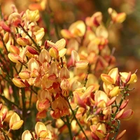 Cytisus
