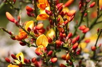 Cytisus