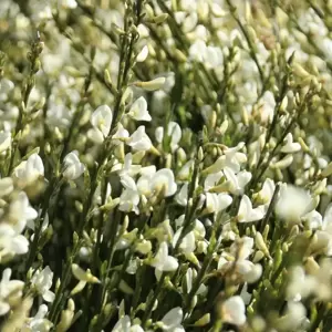 Cytisus × praecox 'Albus' 3L - image 1