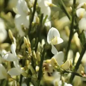 Cytisus × praecox 'Albus' 3L - image 2