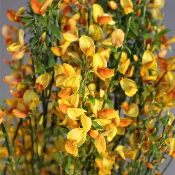 Cytisus × boskoopii 'Apricot Gem' 4L