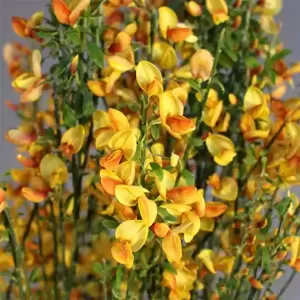 Cytisus × boskoopii 'Apricot Gem' 3L