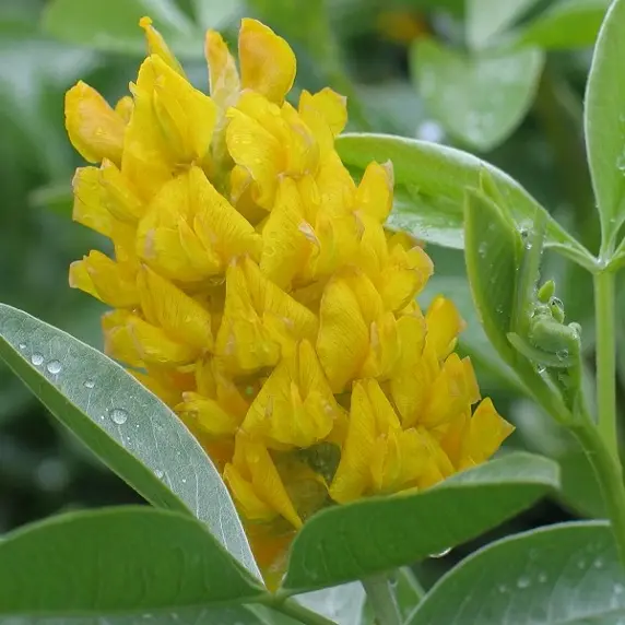 Picture Credit - Yorkshire Plants