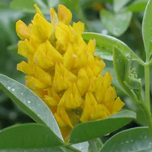 Picture Credit - Yorkshire Plants