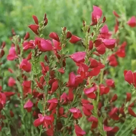 Cytisus × boskoopii 'Boskoop Ruby' 4L