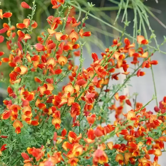 Cytisus 'Lena' 4L