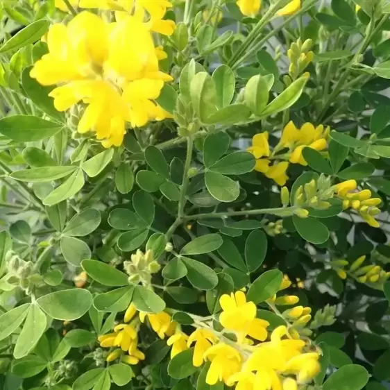 Cytisus racemosus 'Phebus' - image 3