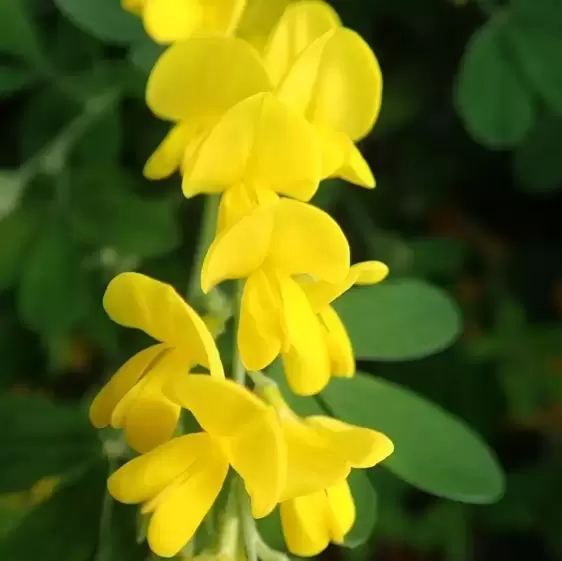 Cytisus racemosus 'Phebus' - image 2