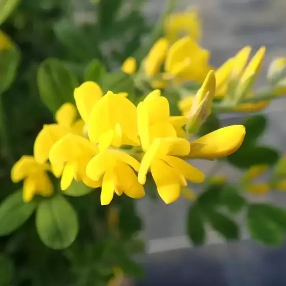 Cytisus racemosus 'Phebus' - image 1