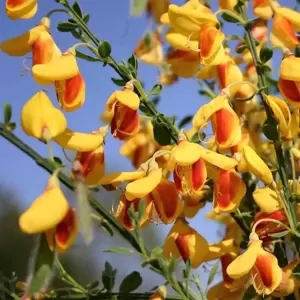 Cytisus scoparius f. andreanus