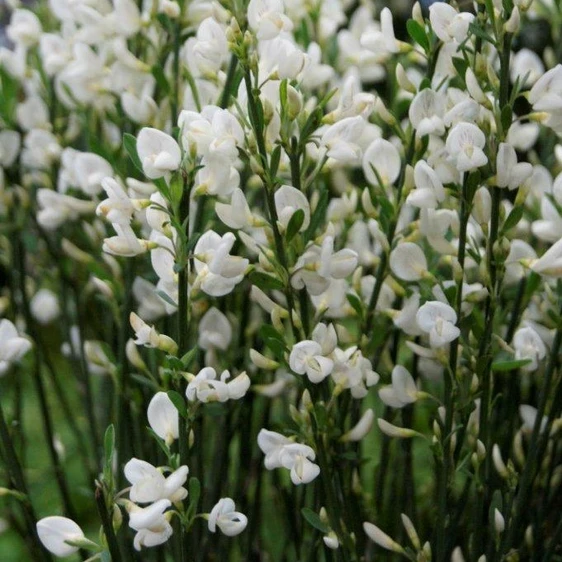 Cytisus 'White Lion' 4L