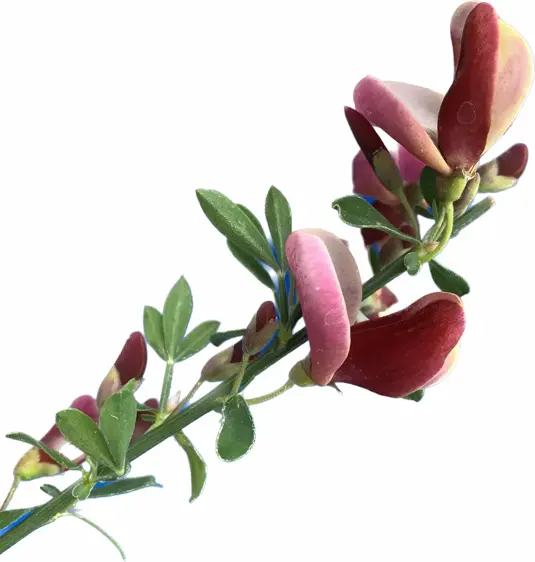 Cytisus scoparius 'Windlesham Ruby' 4L