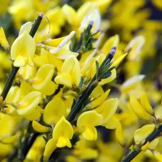 Cytisus x praecox