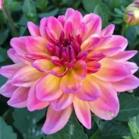 Dahlia
