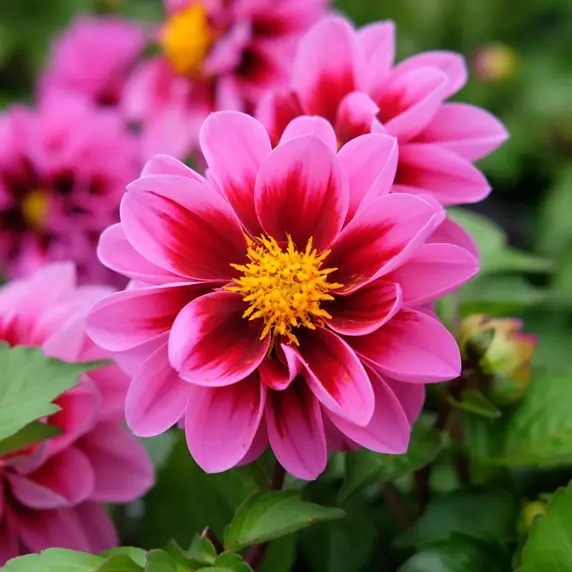 Dahlia 'Amazone'