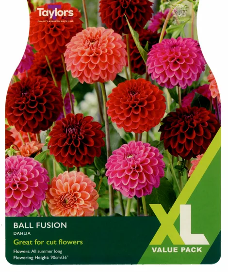 Dahlia Ball Fusion