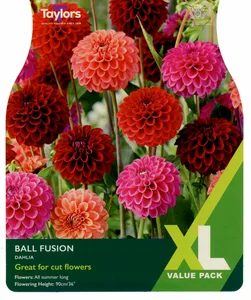 Dahlia Ball Fusion