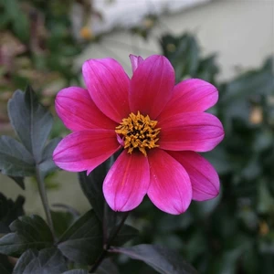 Picture - Kernock Park Plants