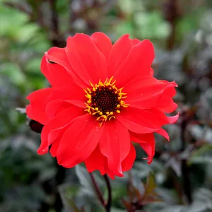Dahlia 'Bishop of Llandaff'