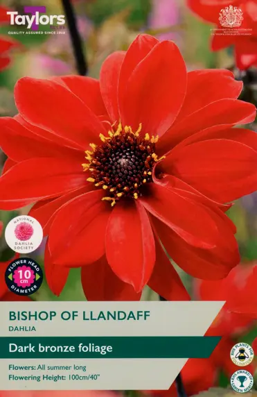 Dahlia Bishop of Llandaff