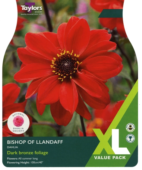 Dahlia Bishop of Llandaff XL Pack