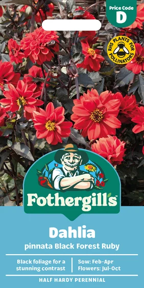 Dahlia Black Forest Ruby - image 1