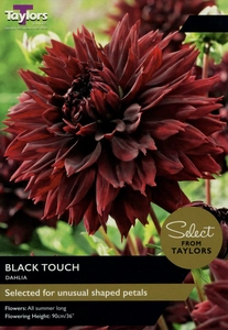 Dahlia Black Touch