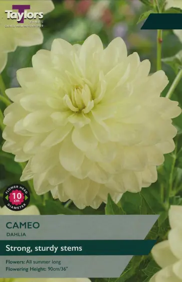 Dahlia Cameo